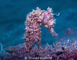 Common Seahorse by Tristan Stafford 